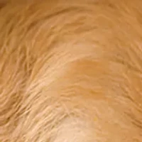 Impossibles Puzzle - Awww... Sleeping Puppies: 1000 Pcs