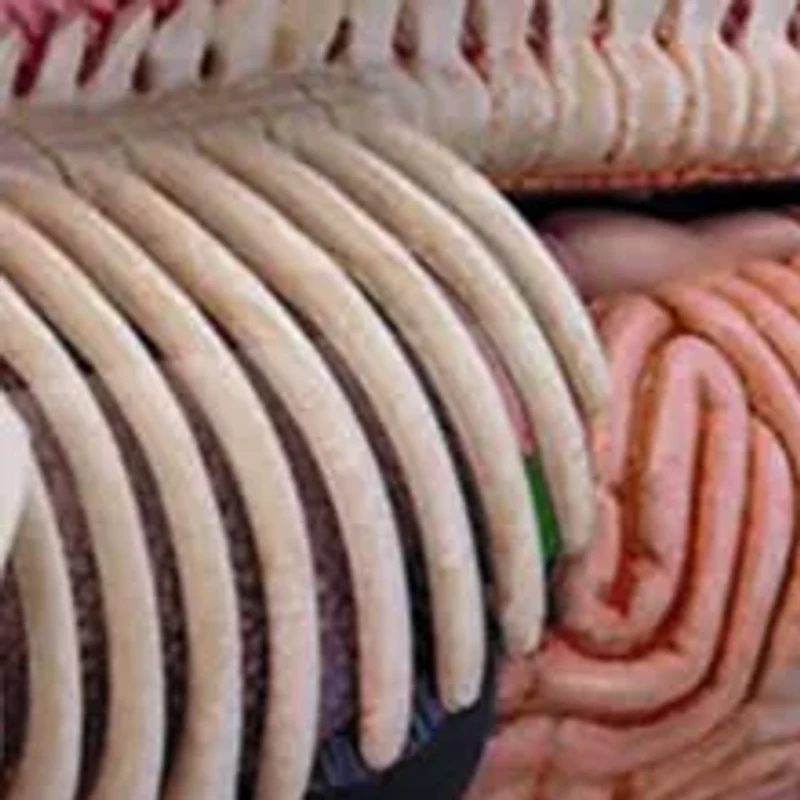 4D Vision Dolphin Anatomy Model