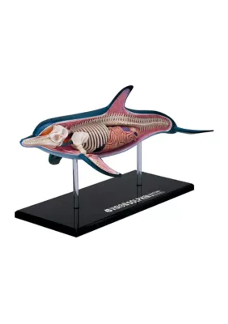 4D Vision Dolphin Anatomy Model