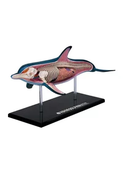 4D Vision Dolphin Anatomy Model