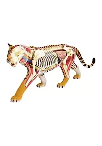 4D Vision Tiger Anatomy Model