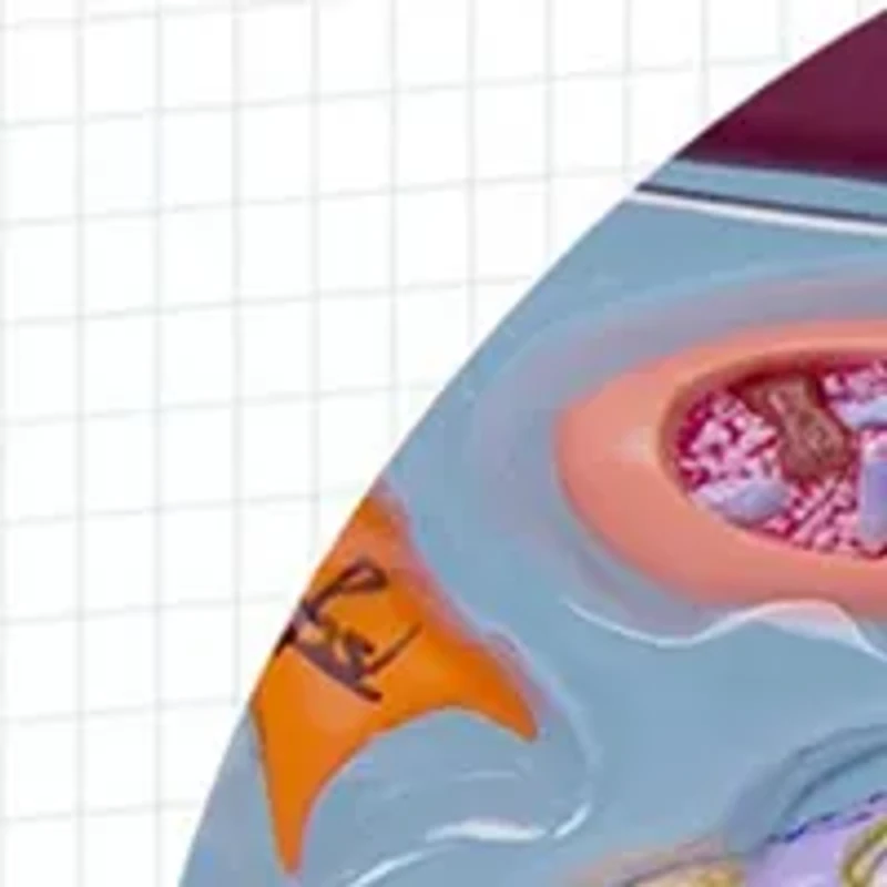  4D Vision Great White Shark Anatomy Model 