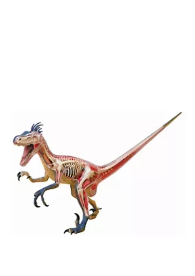 4D Vision Velociraptor Anatomy Model