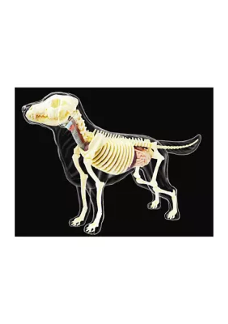 4D Vision Full Skeleton Dog Model