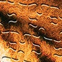I Am Tiger Shaped Jigsaw Puzzle: 550 Pcs