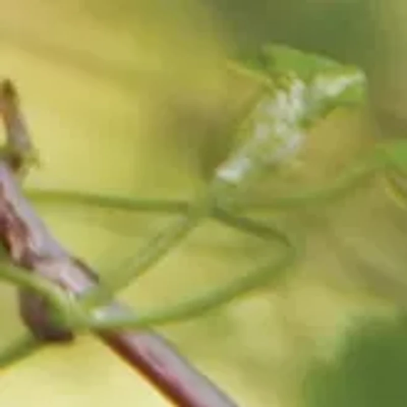 What Bird Am I? The Bird Identification Family Game