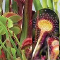 Biosphere Terrarium Carnivorous Creatures