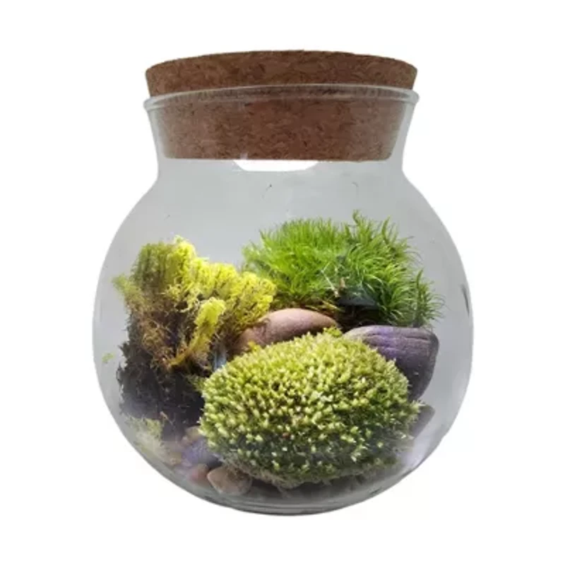 MossBowl - Grown Your Own Serene and Tranquil Oasis