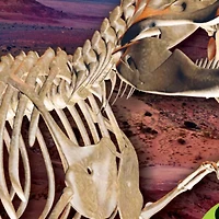 Giant Dinosaur Skeleton Kit