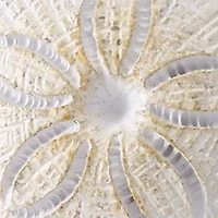 Beachcomber Shower Hooks