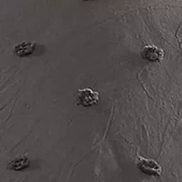 100% Cotton Brooklyn Ultra Soft Jacquard Comforter Set