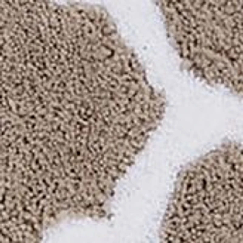 Marrakesh Collection Ultra Soft, Plush and Absorbent Bath Mat Rug 100% Polyester Vibrant Colors, 21 x 34 Rectangle