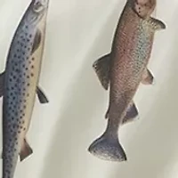 Trout Reversible 3-Piece Comforter Set