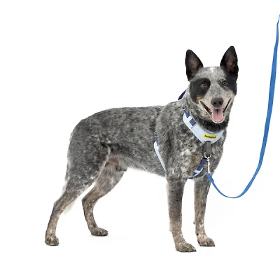 PetSafe - No Pull Easy Walk® Comfort Dog Harness - Padded Adjustable Front & Back Clip for Training & Control