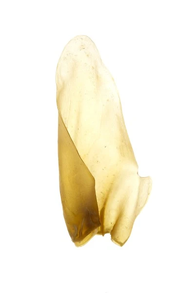 Made In South America - Dog Chew - Natural Cow Ear