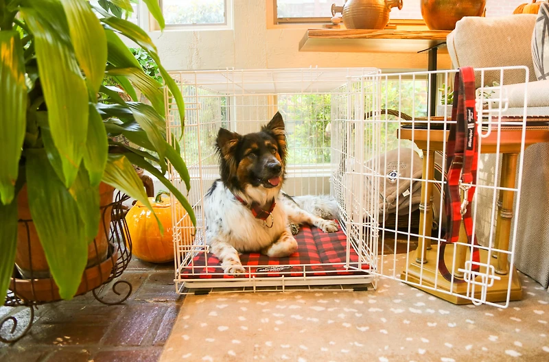 Dog Crate