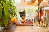 Dog Crate