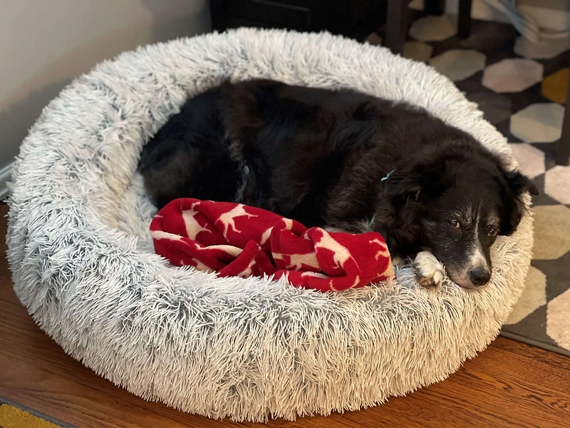 Tall Tails - Shag Dog Bed - Dream Chaser Cuddle Bed