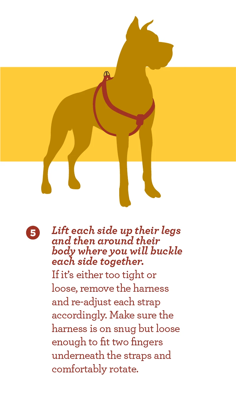 Nylon Dog Harness - Teal