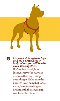 Nylon Dog Harness - Teal