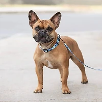 - Dog Collar - Adjustable Hardware & Durable Nylon - Tie Dye