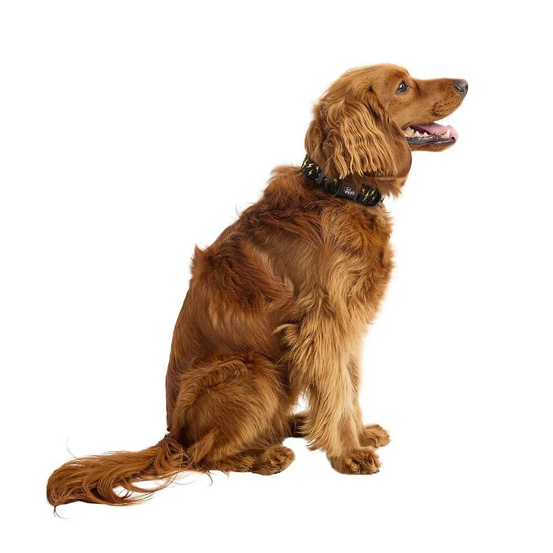 - Dog Collar - Adjustable Hardware & Durable Nylon - Lightning Bolt
