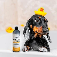Silver Honey - Antibacterial Rapid Skin Relief Medicated Shampoo – Soothing for Dogs & Pets
