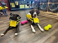 GF Pet - Dog Life Jacket - High Buoyancy,  Adjustable & Reflective for Safety - Yellow