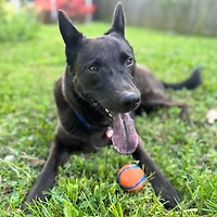Chuckit! - Dog Toy - Ultra Ball