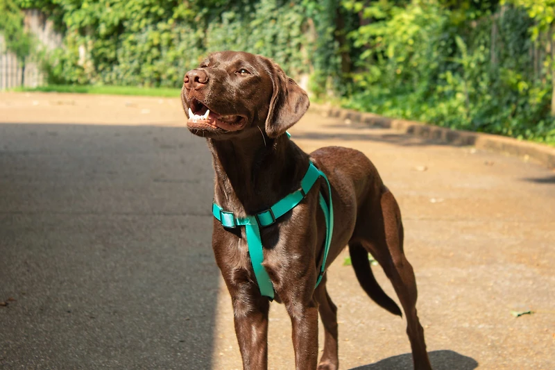Nylon Dog Harness