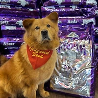Fromm Classic - Dry Dog Food - Adult - 5 lb