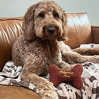 Dog Toy - Fleece Bone