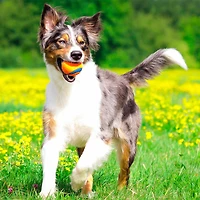 - Dog Toy - Ultra Squeaker Ball