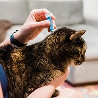 Wondercide - Flea & Tick Spot On Topical Prevention for Cats – Natural Plant Powered Protection