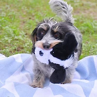 Patchwork Pet - The Weens Pricklet Plush Dog Toy - Soft & Interactive with Hidden Rubber Ball - Respect the Hawk