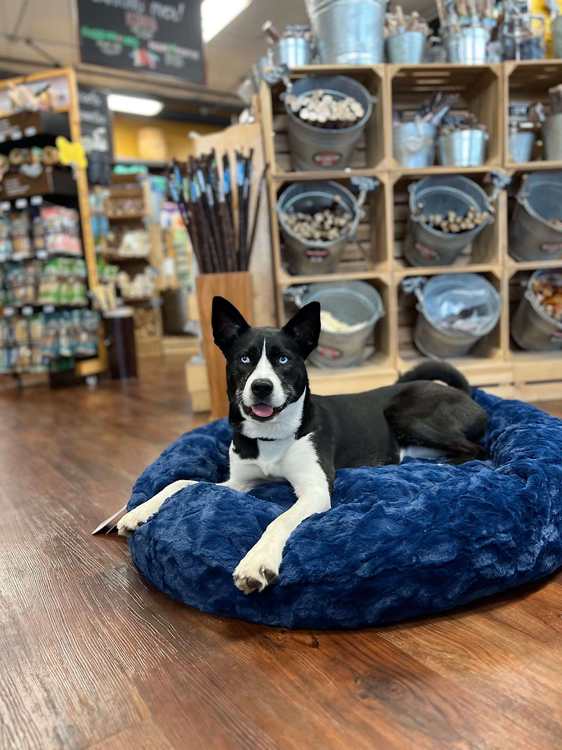 Outward Hound - Donut Dog Bed - Navy Calming Donut Bed