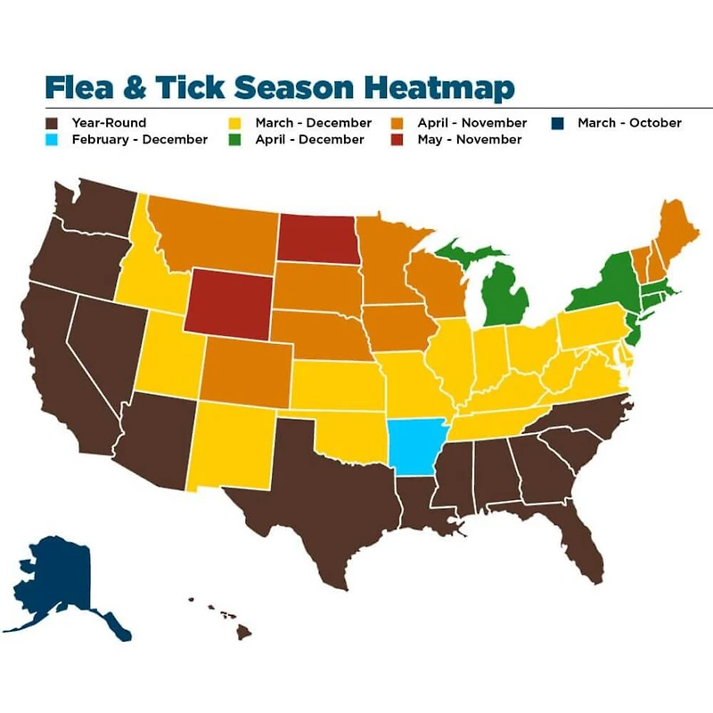 Vet's Best - Flea & Tick Advanced Strength Dog Shampoo - Kills Fleas,  Flea Eggs & Ticks