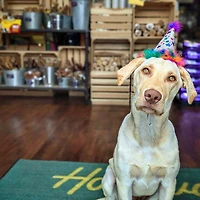 Huxley & Kent - Charming Party Hat - Rainbow