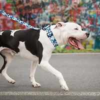 GF Pet - Dog Collar - Adjustable Hardware & Durable Nylon - Tie Dye