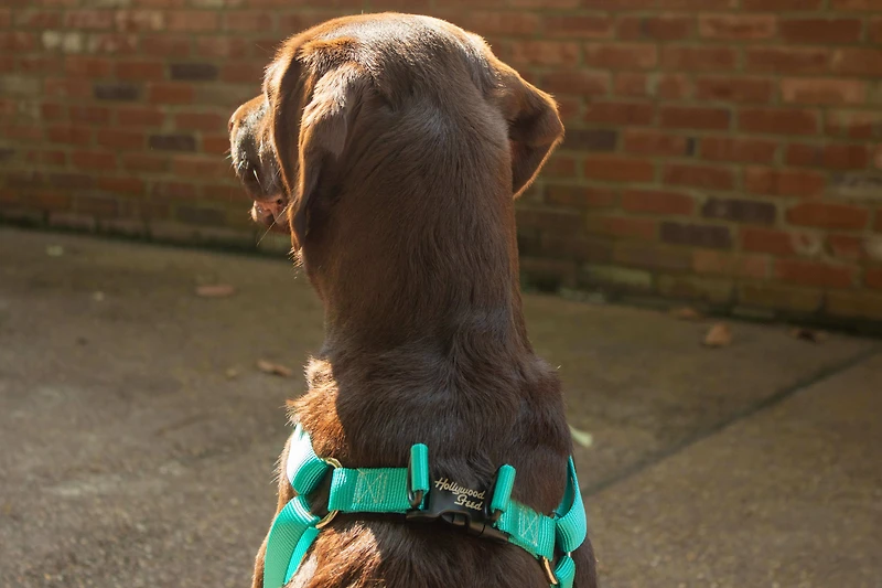 Nylon Dog Harness