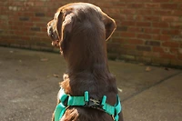 Nylon Dog Harness