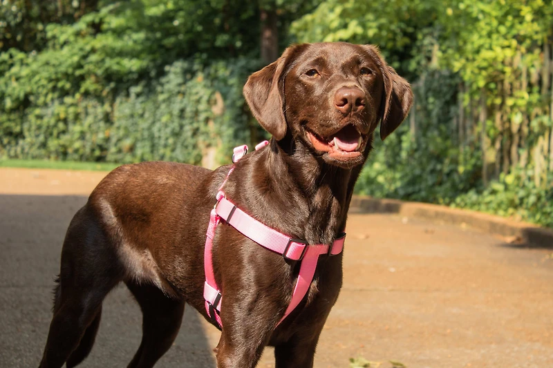Nylon Dog Harness