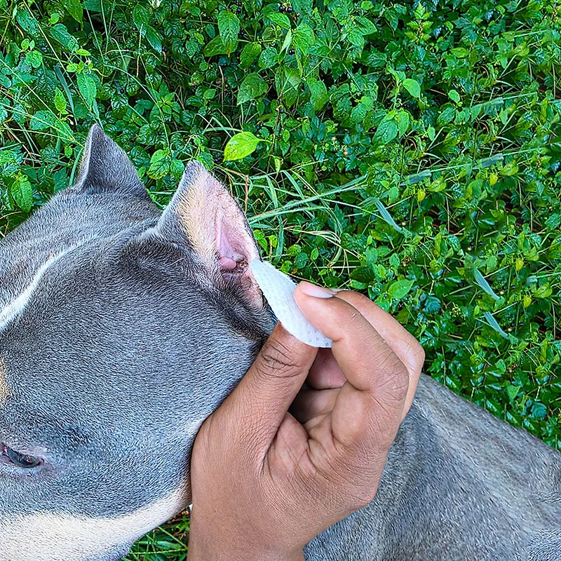 Silver Honey - Rapid Ear Care Vet Strength Wipes – Antibacterial Gentle Ear Cleaning for Dogs & Cats