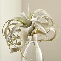 Faux Air Plant
