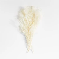 Bleached Galaxy Gyp Dried Botanical Bunch