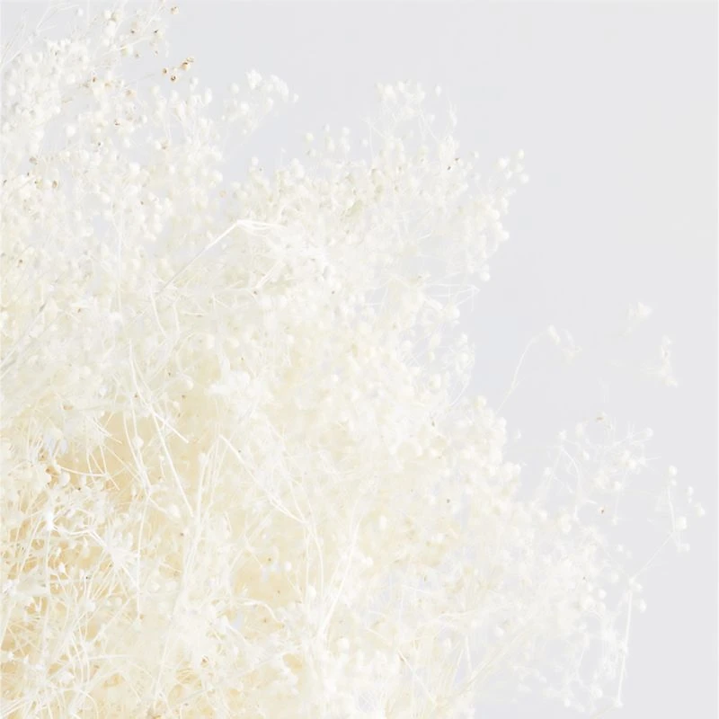 Bleached Galaxy Gyp Dried Botanical Bunch
