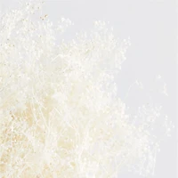 Bleached Galaxy Gyp Dried Botanical Bunch