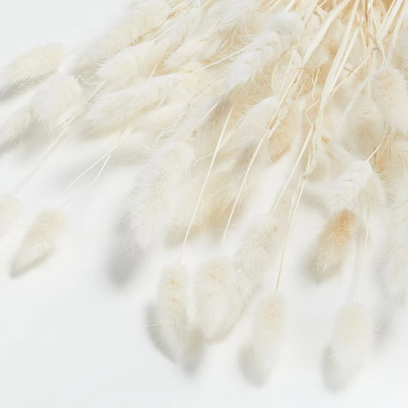 Bleached Bunny Tail Bunch Dried Botanicals
