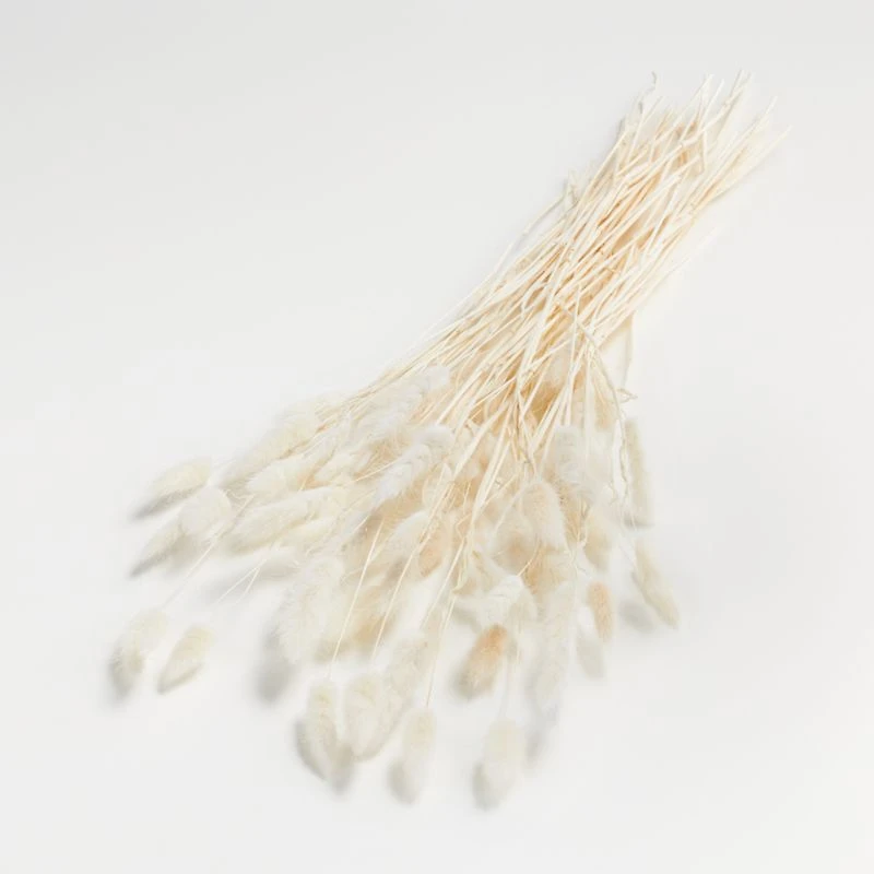 Bleached Bunny Tail Bunch Dried Botanicals