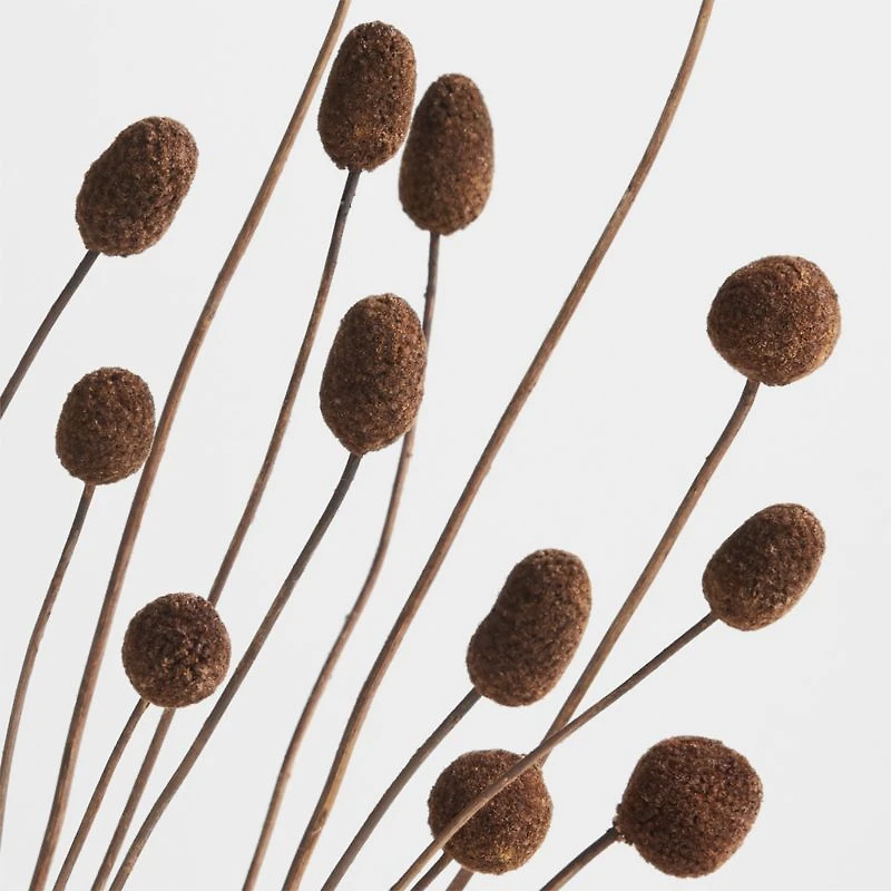 Dried Brown Craspedia Bunch